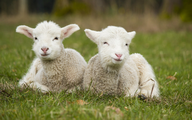 Search is on to Identify Scottish Sheep and Beef Farming Ambassadors