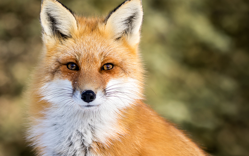 Landmark Fox Hunting Conviction Under Scottish Wild Mammal Protection Laws