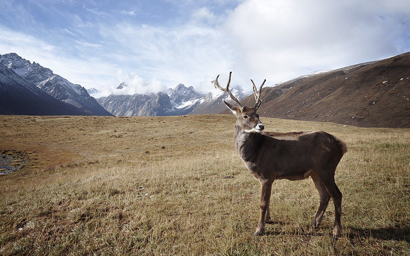 Reindeer farmers hoping to sleigh in fight for grazing rights