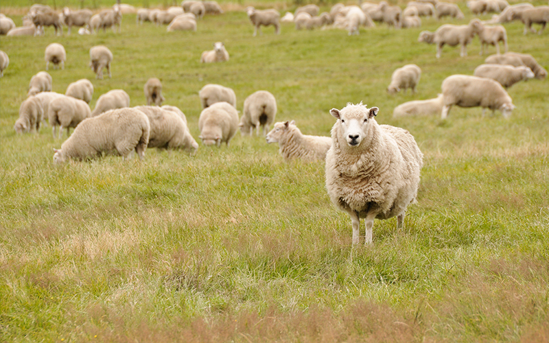 Campbells Call to Sheep Farmers