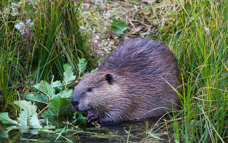 Beaver