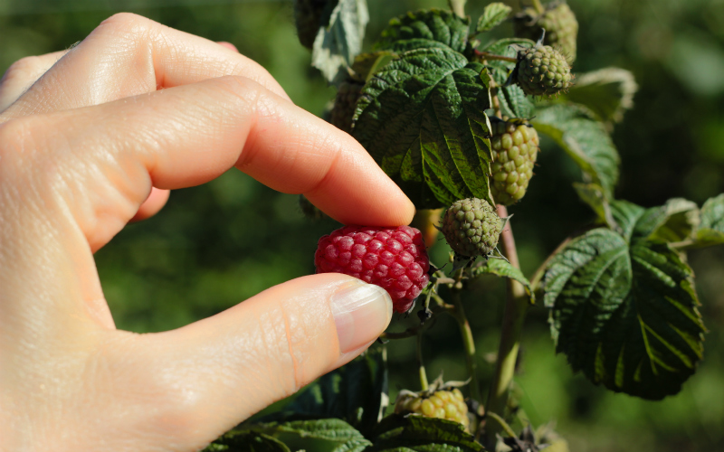 New Pilot Scheme to Bring 2500 Seasonal Workers to UK Farms