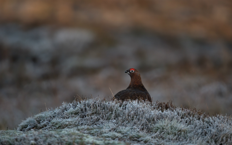 Scottish Government Response to Grouse Moor Management Report