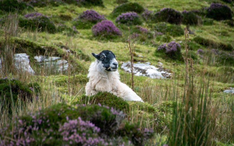 Protecting livestock this Easter