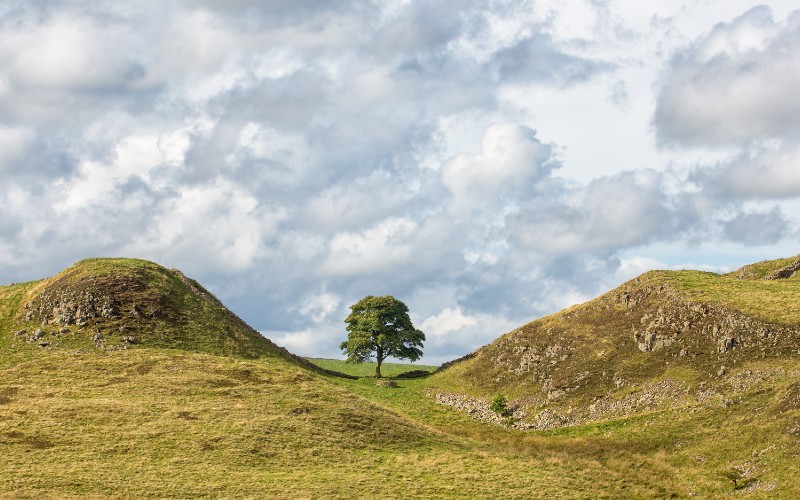 Tree Felling Permissions in Scotland