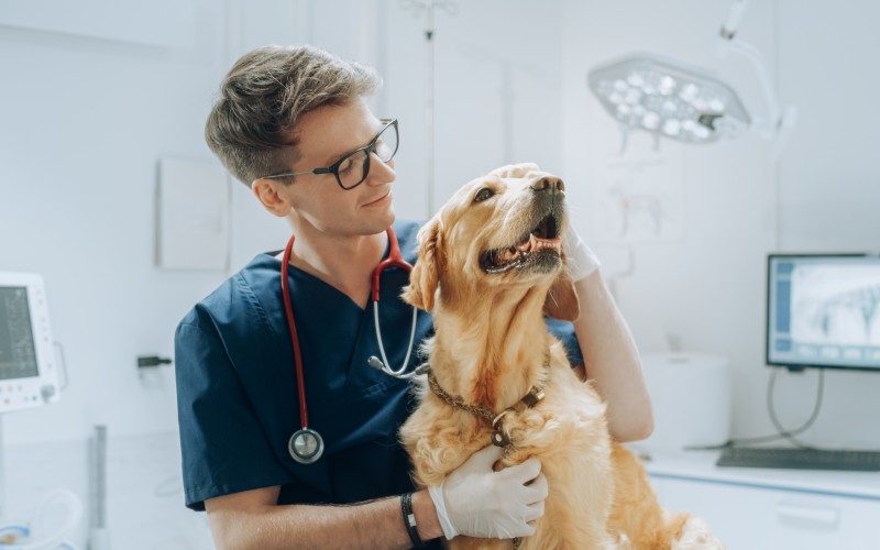 CMA – Veterinary Sector Review